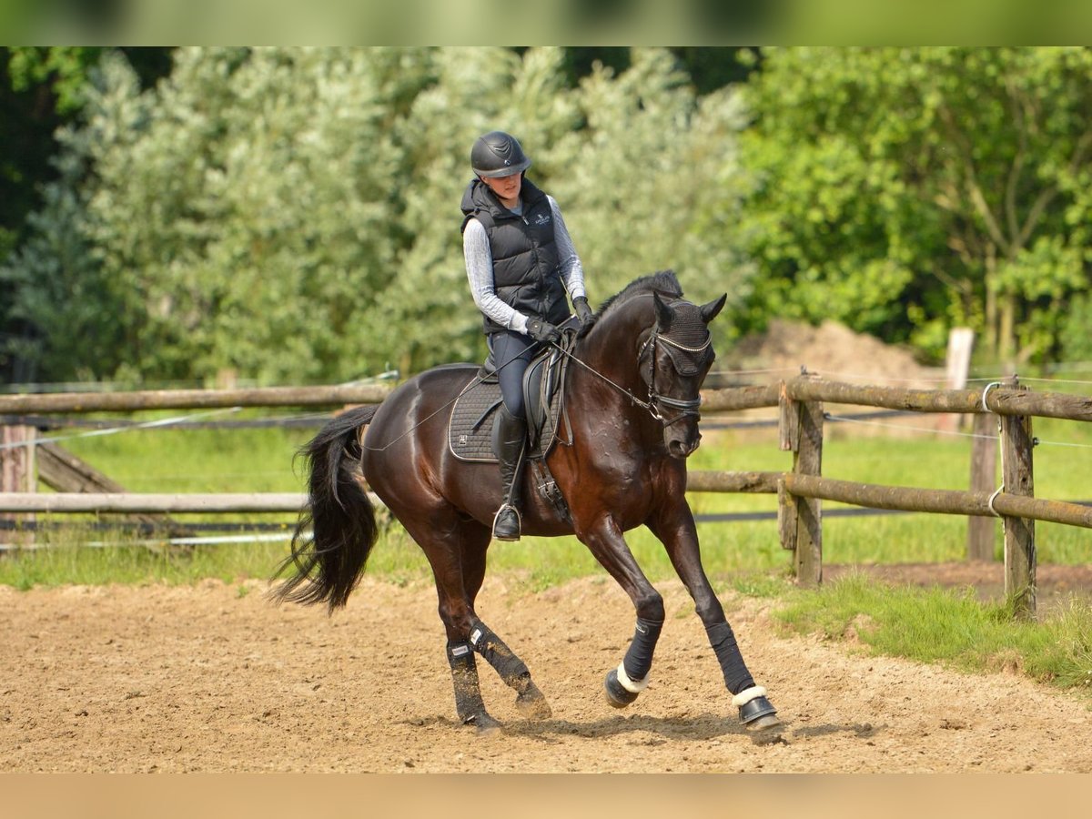 Trakehner Caballo castrado 12 años 169 cm Negro in Telgte