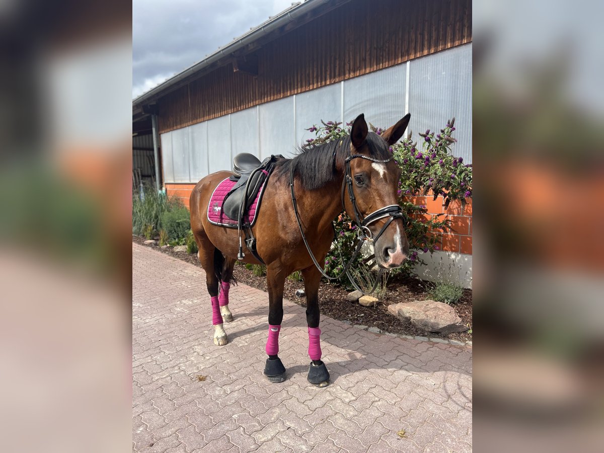 Trakehner Caballo castrado 12 años 174 cm Castaño in Hattersheim