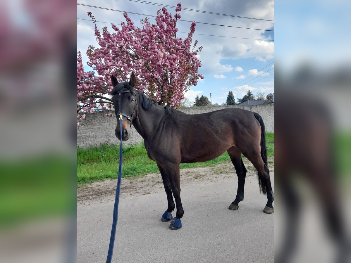 Trakehner Caballo castrado 13 años 170 cm Castaño oscuro in Welsleben