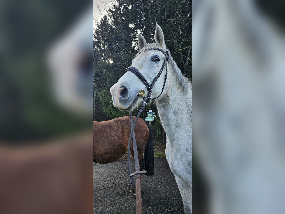 Trakehner Caballo castrado 14 años 168 cm Tordo in Neukirchen/Erzgebirge