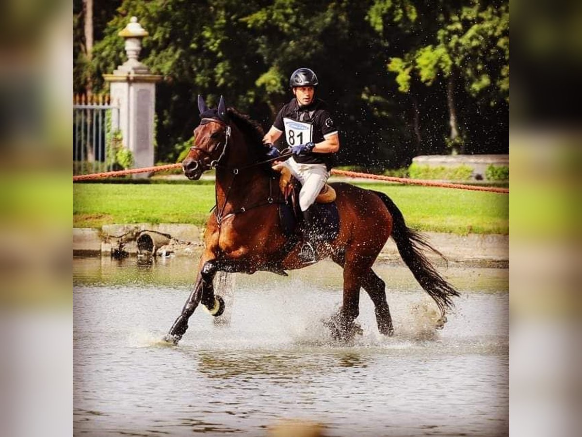 Trakehner Caballo castrado 15 años 169 cm Castaño in Dentergem