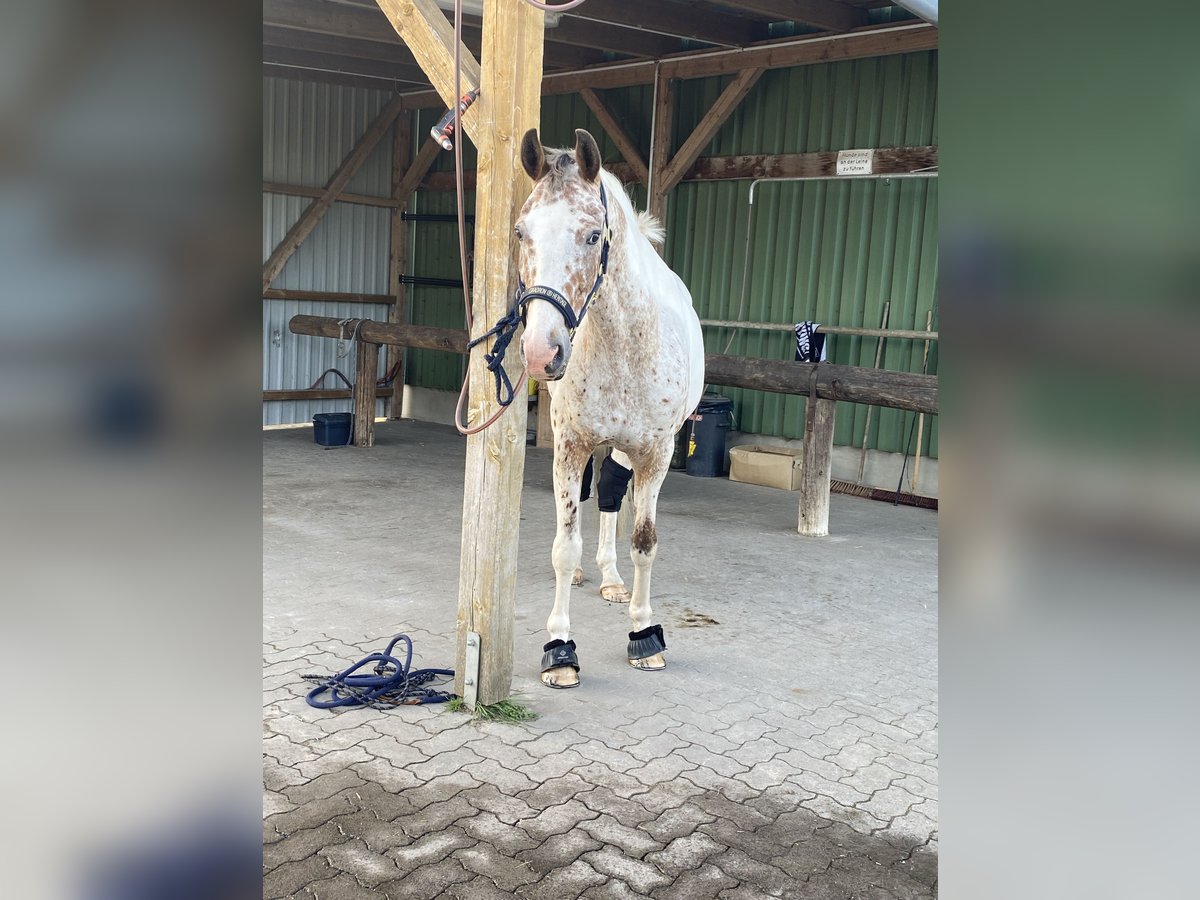 Trakehner Mestizo Caballo castrado 16 años 163 cm Pío in Heist