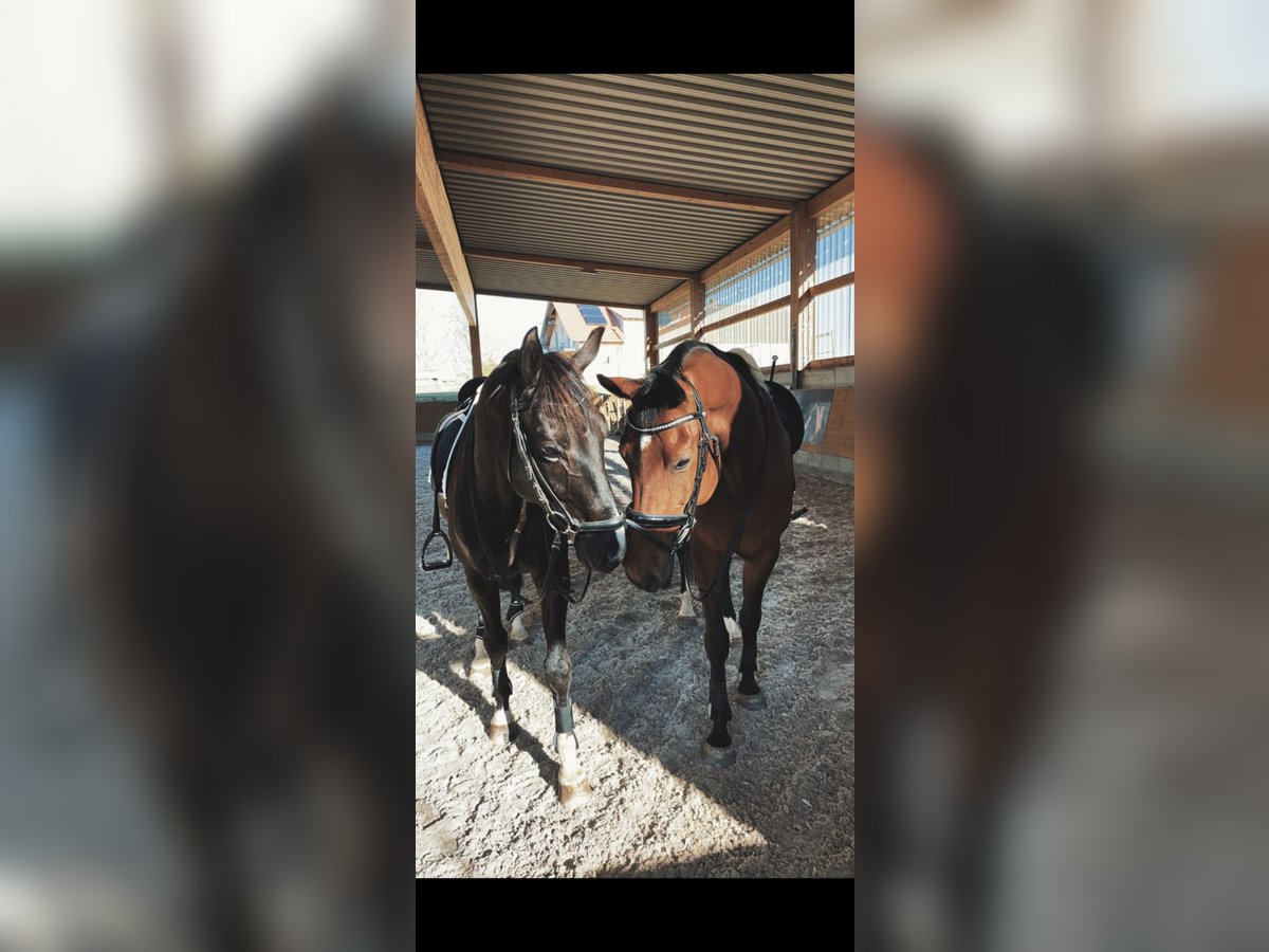 Trakehner Caballo castrado 16 años 171 cm Castaño in G&#xFC;nzburg
