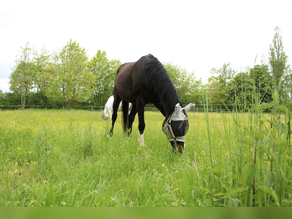 Trakehner Caballo castrado 19 años 157 cm Castaño oscuro in Königsbrunn