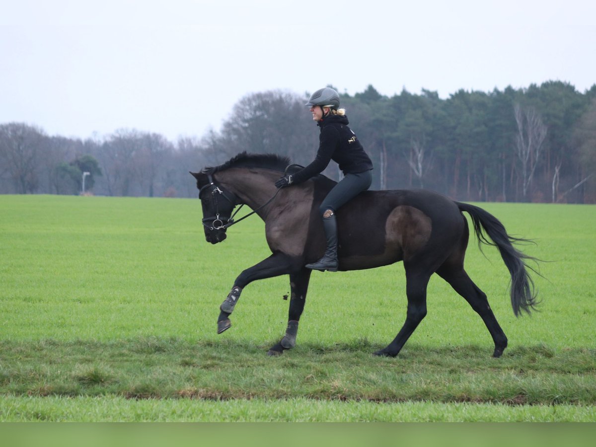 Trakehner Caballo castrado 19 años 160 cm Negro in Dorsten