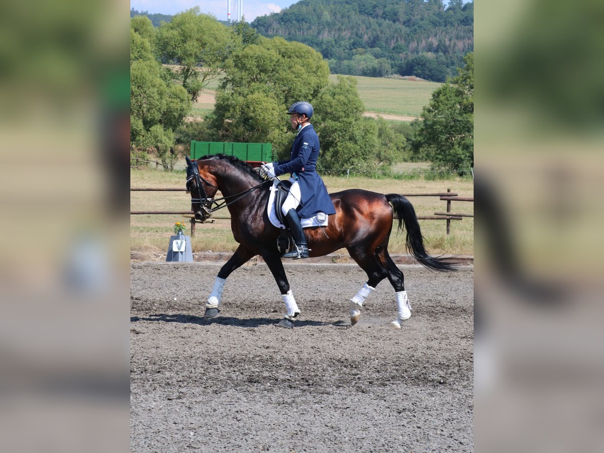 Trakehner Caballo castrado 19 años 165 cm Castaño in Wartenberg