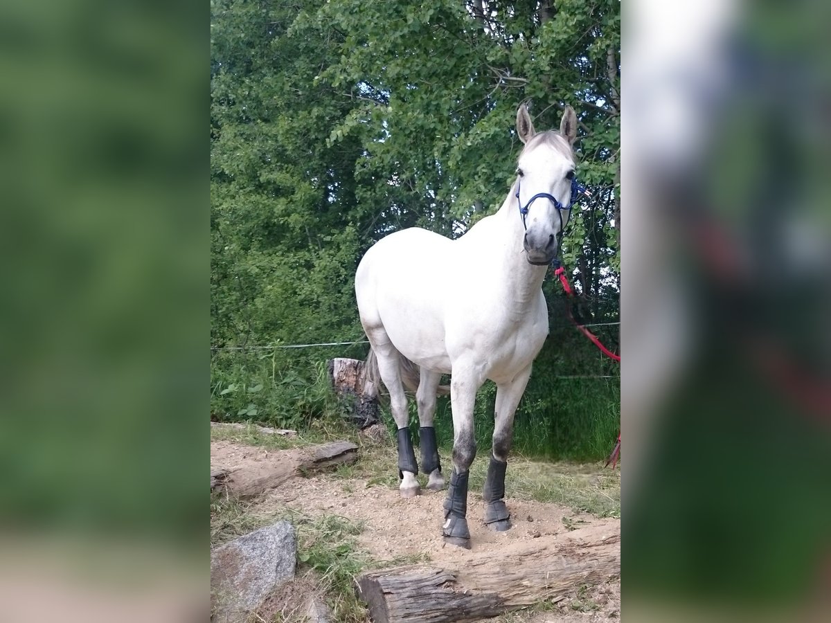 Trakehner Caballo castrado 20 años 165 cm Tordo in Ottendorf-Okrilla