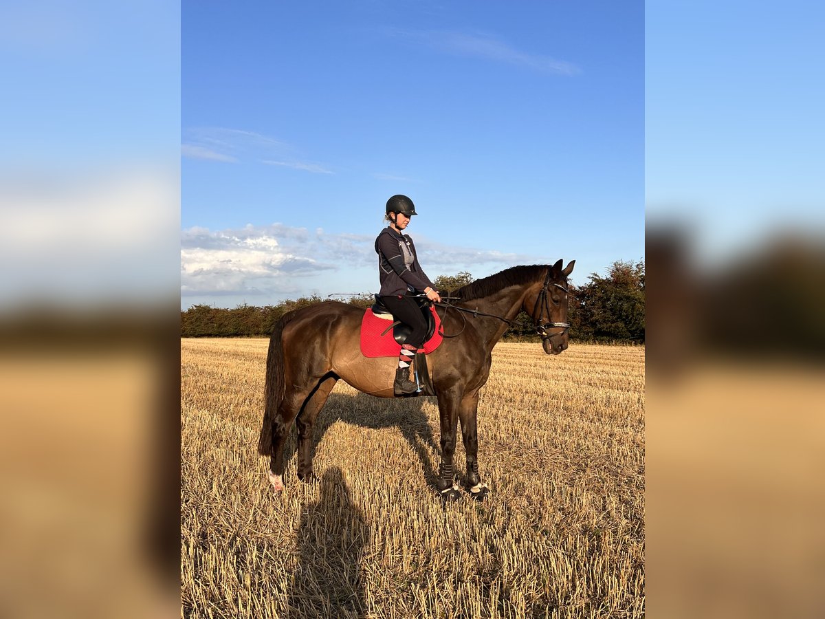 Trakehner Caballo castrado 23 años 172 cm Castaño in Sörup