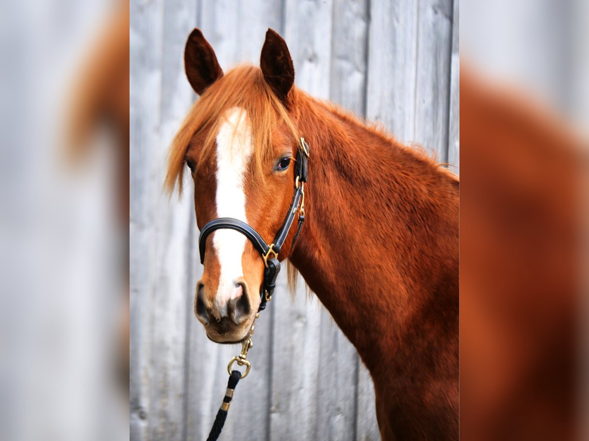 Trakehner Caballo castrado 2 años 170 cm Alazán in G&#xFC;nzburg