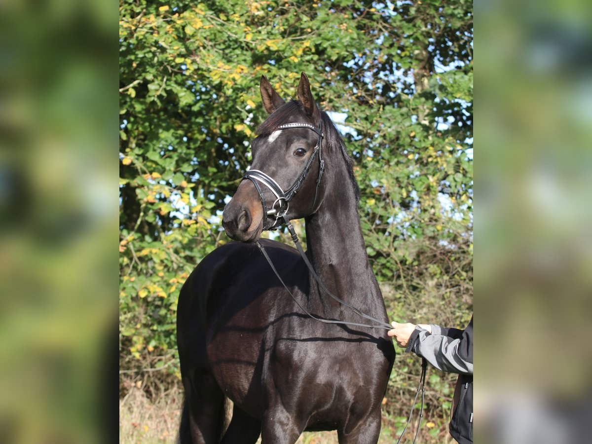 Trakehner Caballo castrado 2 años 170 cm Castaño oscuro in Wenzendorf