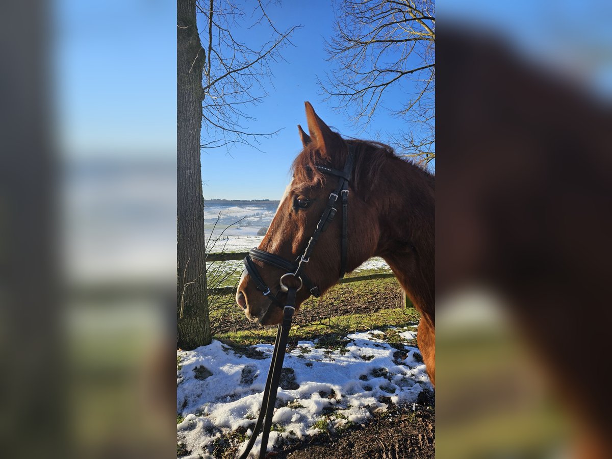 Trakehner Caballo castrado 3 años 152 cm Alazán in Uslar