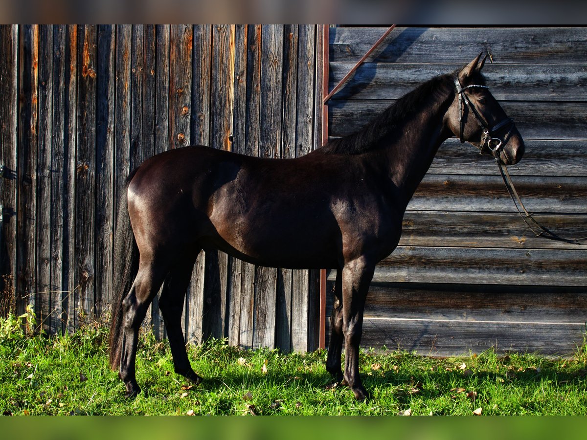 Trakehner Caballo castrado 3 años 161 cm Castaño oscuro in Massenhausen