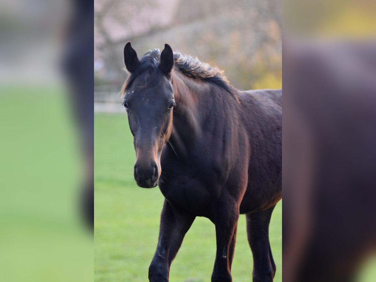 Trakehner Caballo castrado 3 años 165 cm Castaño oscuro in Königswinter