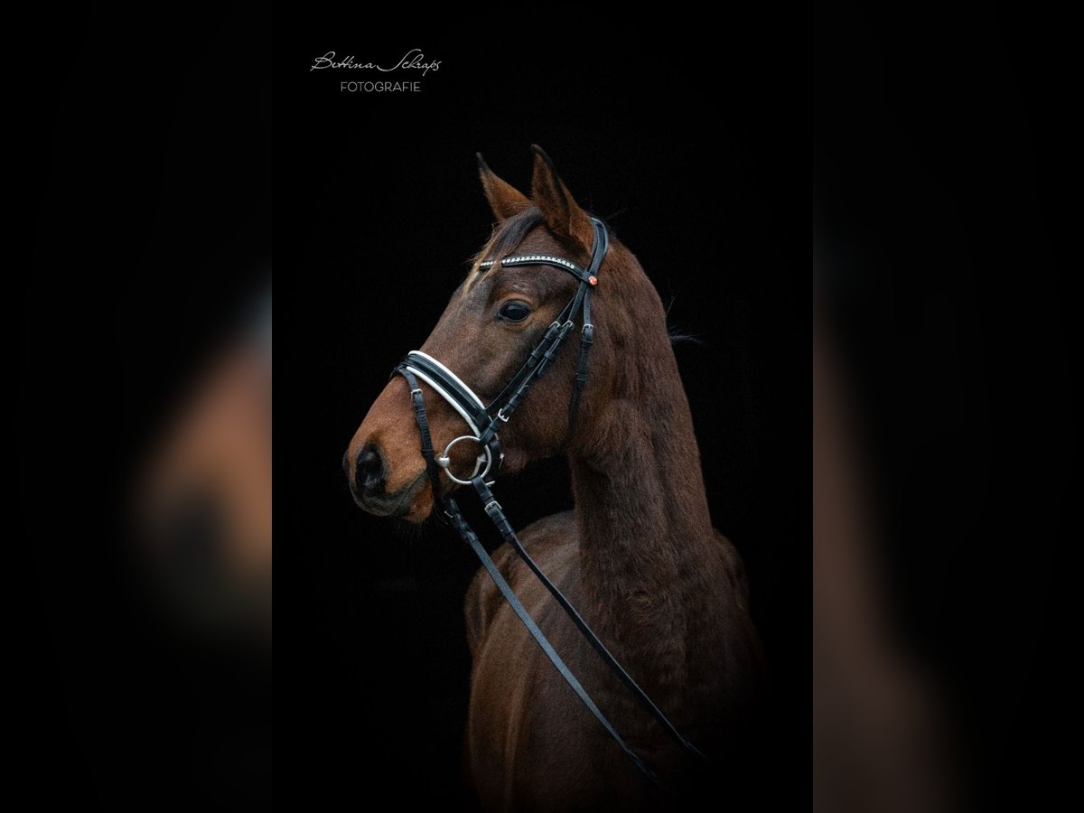 Trakehner Caballo castrado 3 años 166 cm Castaño in Herbstein