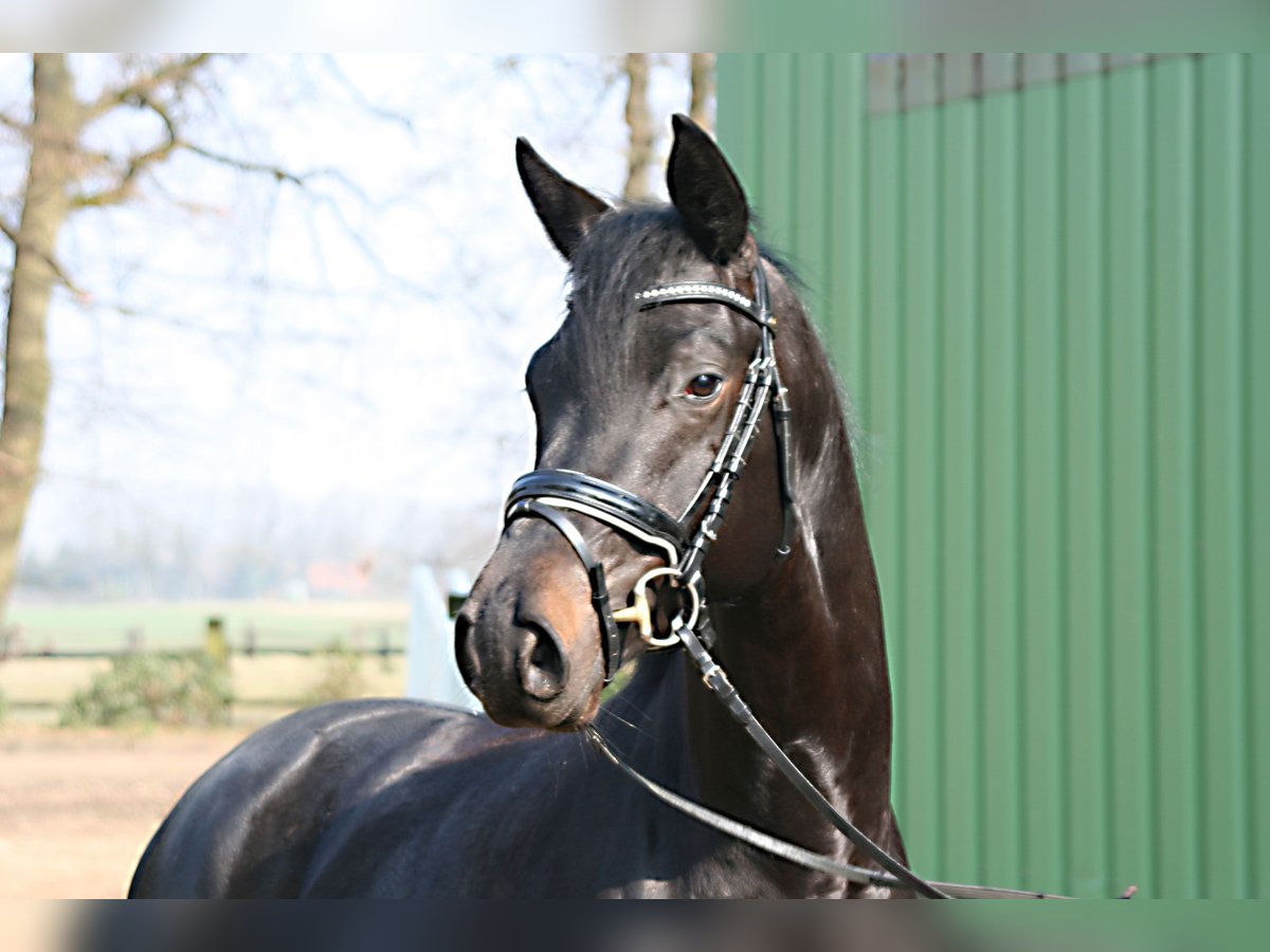 Trakehner Caballo castrado 3 años 166 cm Castaño oscuro in Suhlendorf