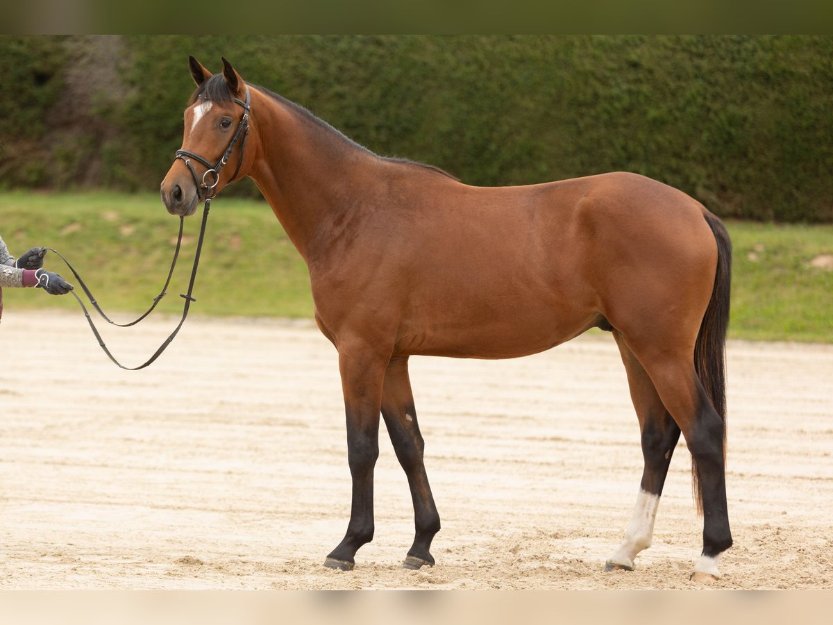 Trakehner Caballo castrado 3 años 167 cm Castaño in Wolfhagen