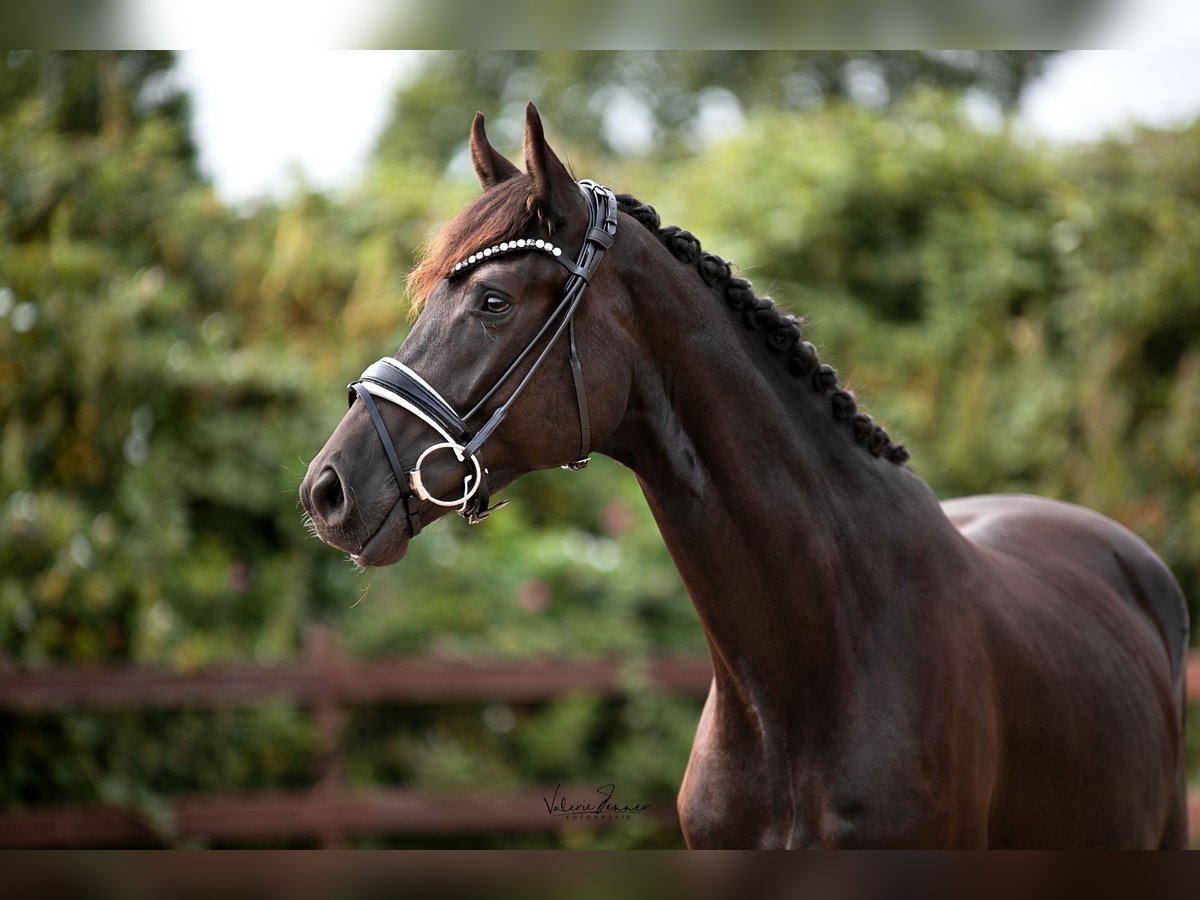 Trakehner Caballo castrado 3 años 167 cm Negro in Blekendorf