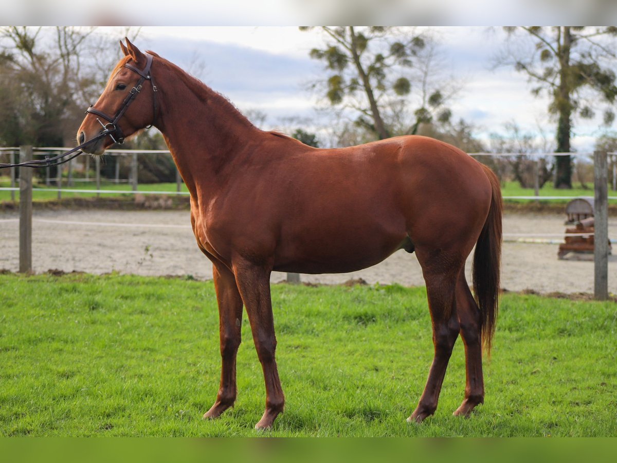 Trakehner Caballo castrado 3 años 168 cm Alazán in Pommerit-le-Vicomte