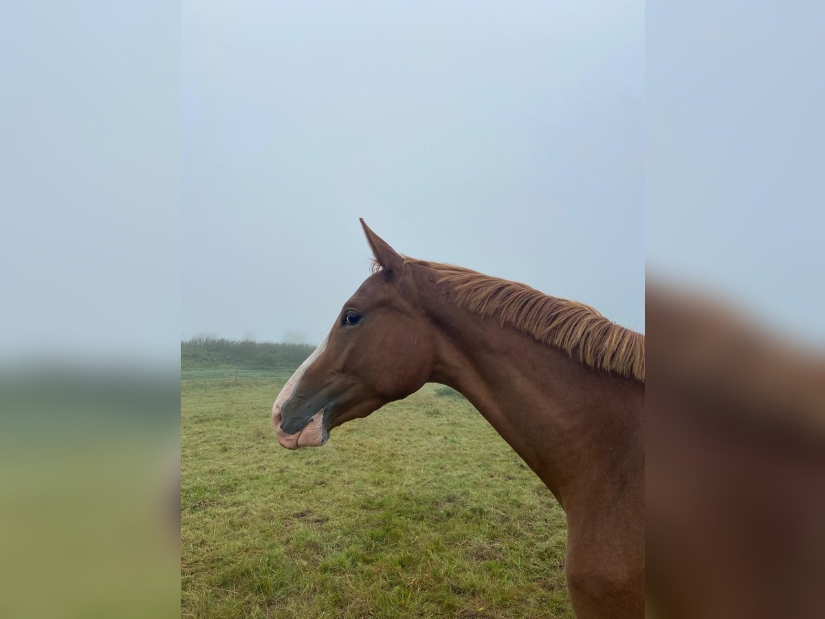 Trakehner Caballo castrado 3 años 168 cm Alazán in Emmerthal