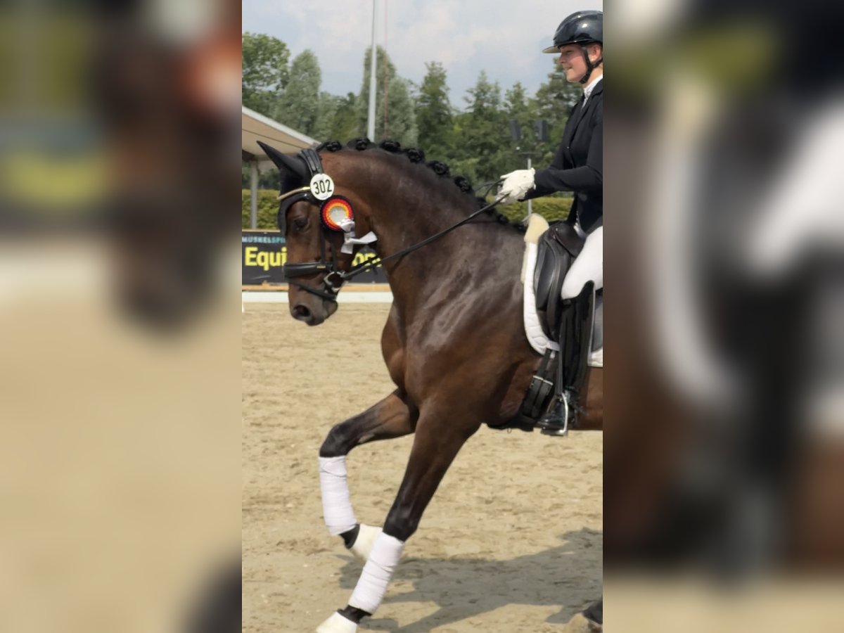 Trakehner Caballo castrado 3 años 168 cm Castaño oscuro in Ahrensburg