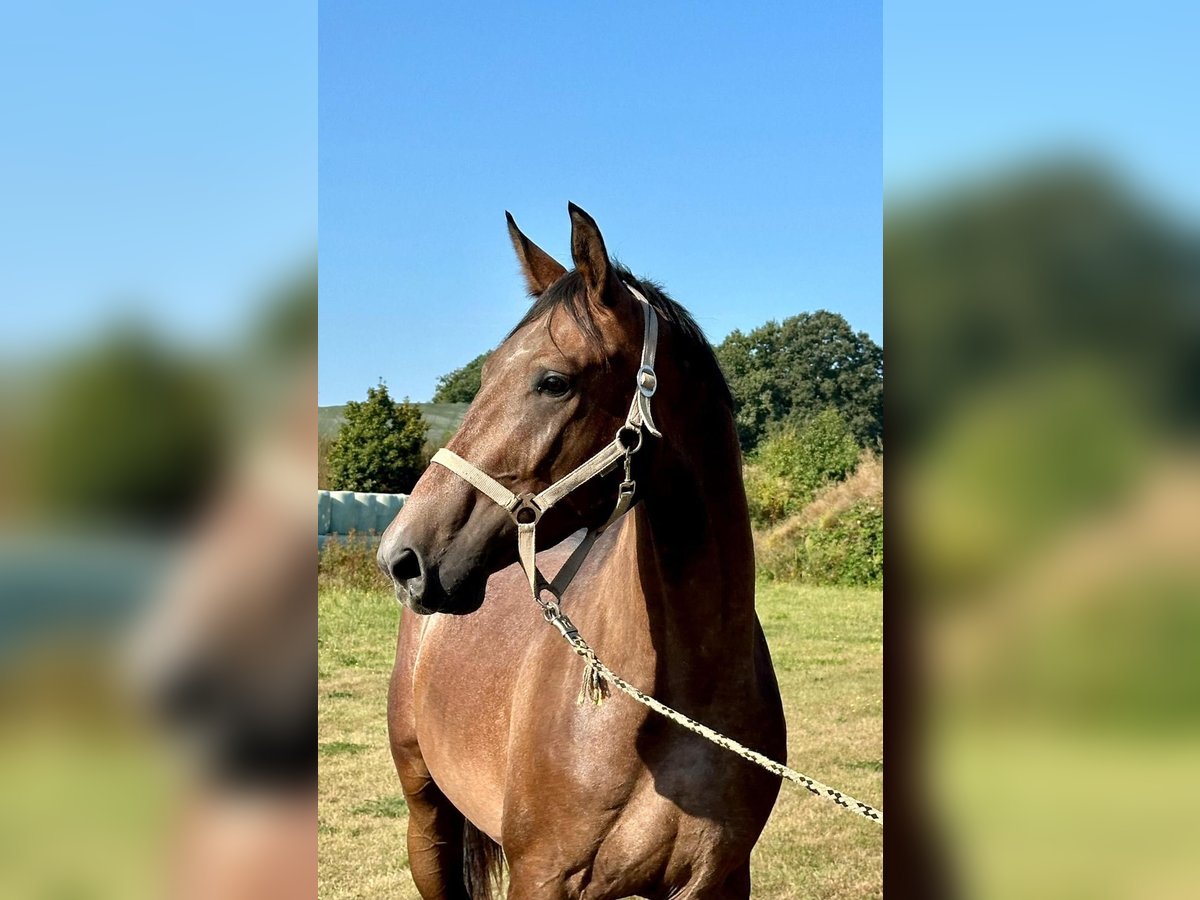 Trakehner Caballo castrado 3 años 168 cm Tordo in Bismark (Altmark)