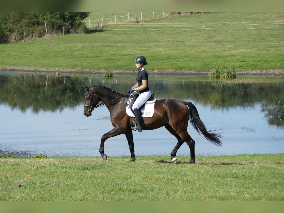 Trakehner Caballo castrado 3 años 169 cm Castaño oscuro in Ganschow