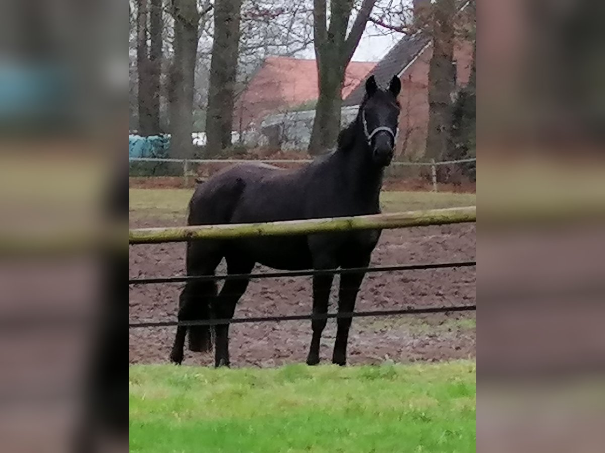 Trakehner Caballo castrado 3 años 169 cm Negro in Harsefeld