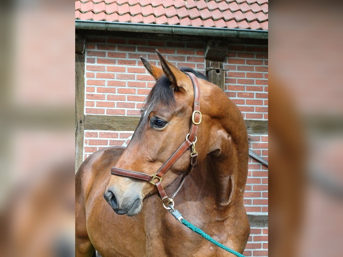 Trakehner Caballo castrado 3 años 170 cm Castaño in Walsrode