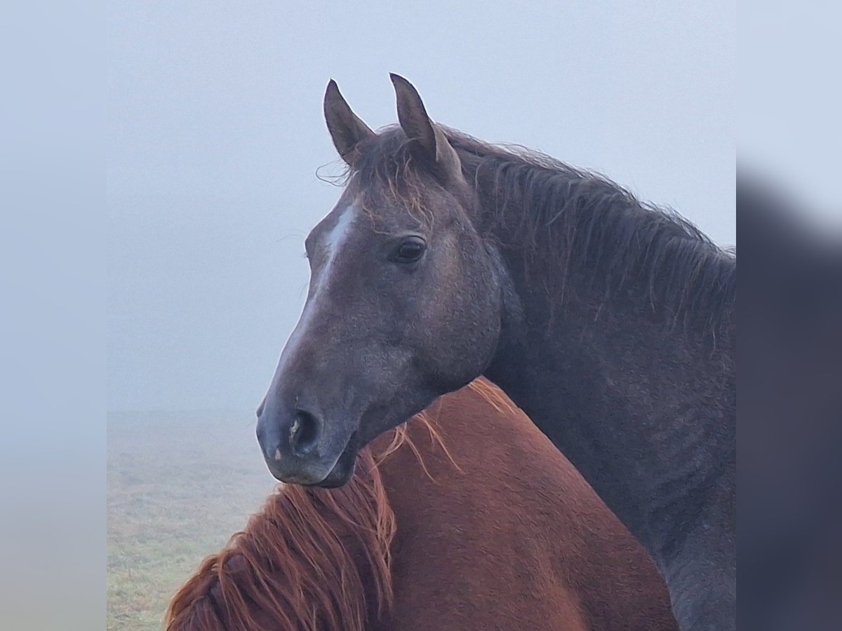 Trakehner Caballo castrado 4 años 161 cm Tordo in Bosau