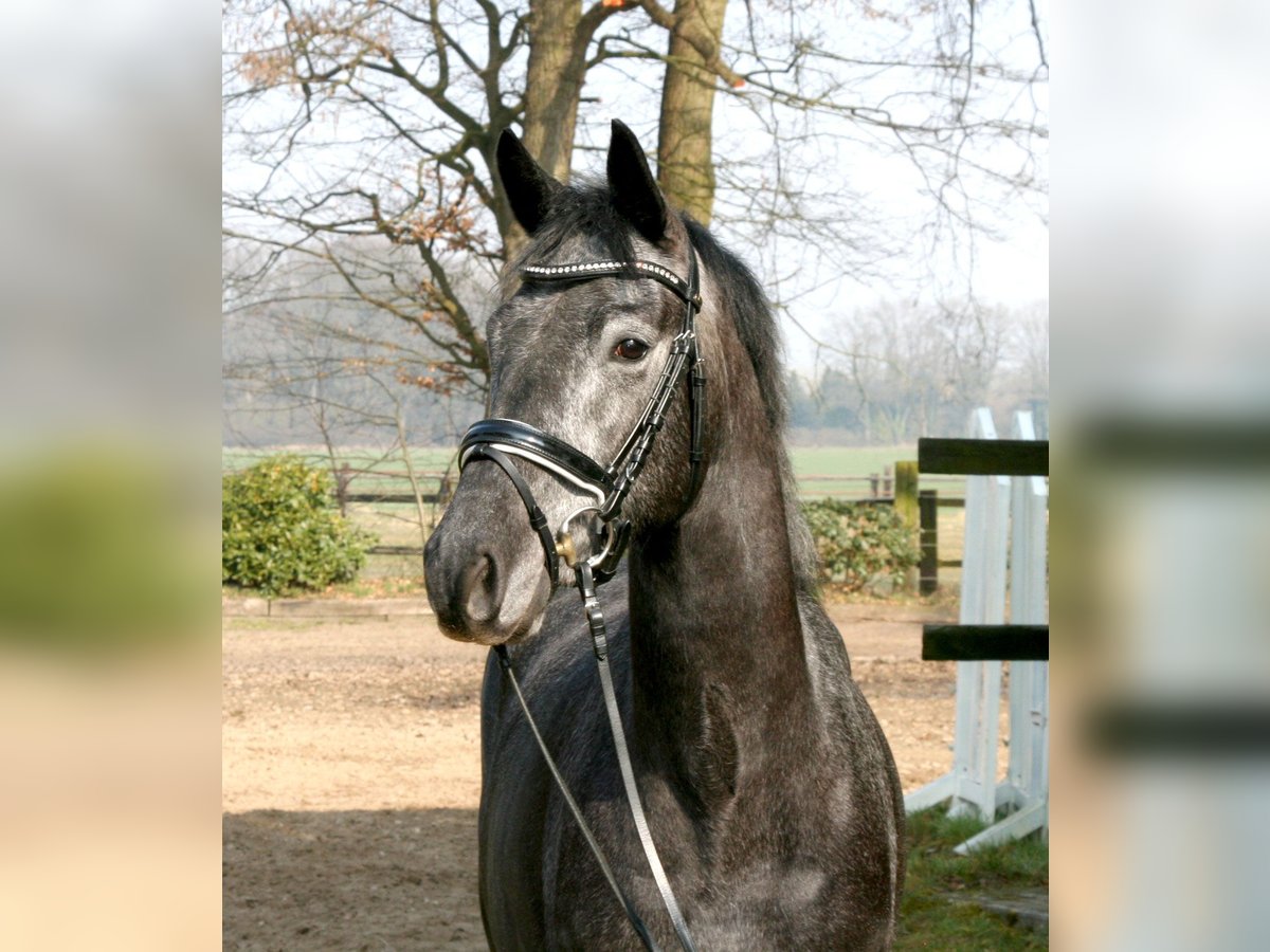 Trakehner Caballo castrado 4 años 164 cm Tordo in Suhlendorf