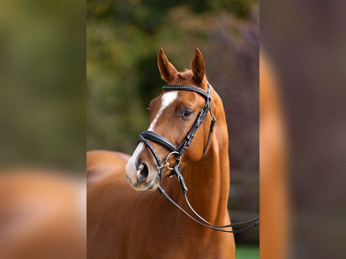 Trakehner Caballo castrado 4 años 165 cm Alazán in Hamm