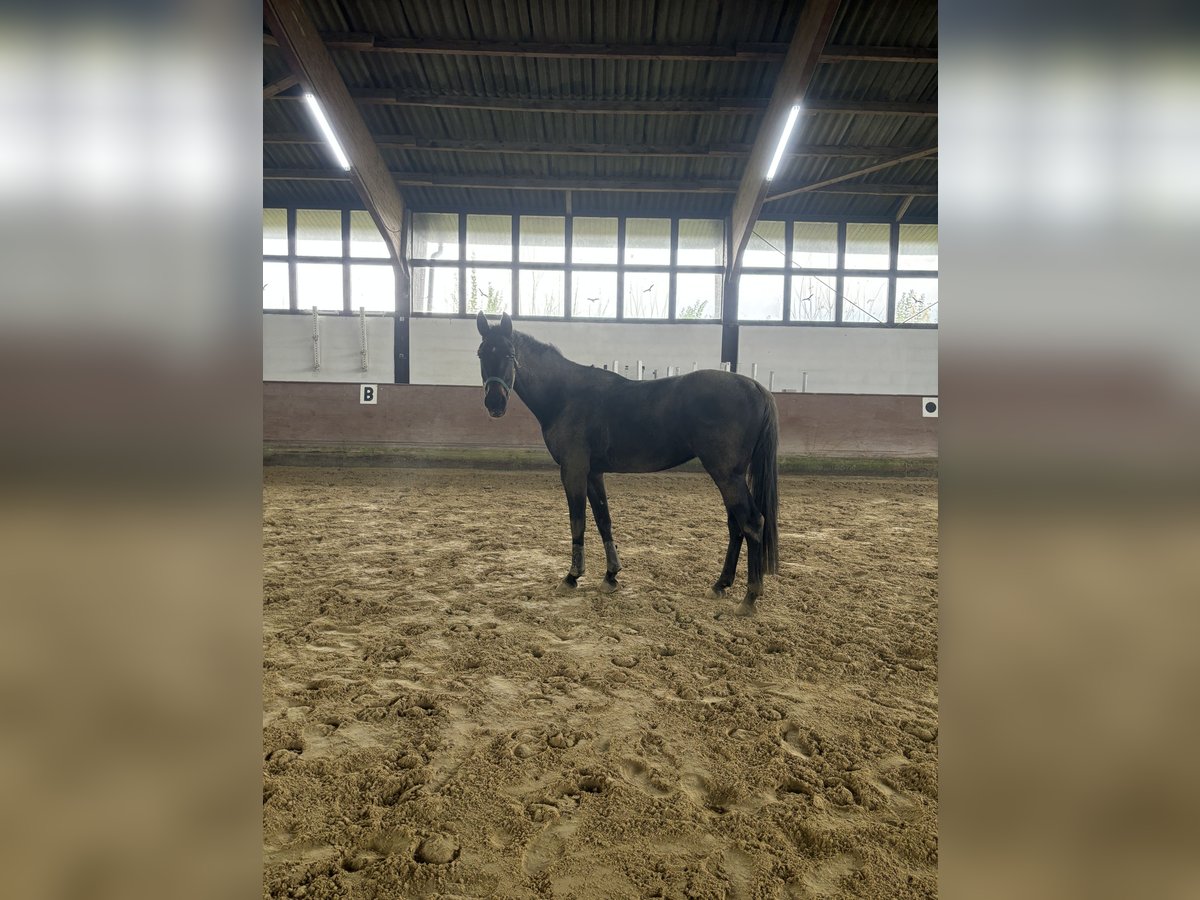 Trakehner Caballo castrado 4 años 166 cm Castaño oscuro in Stockstadt am Rhein