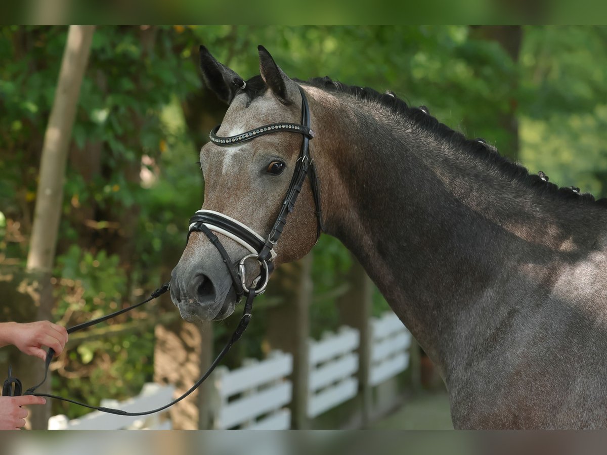 Trakehner Caballo castrado 4 años 166 cm Tordo in Suhlendorf