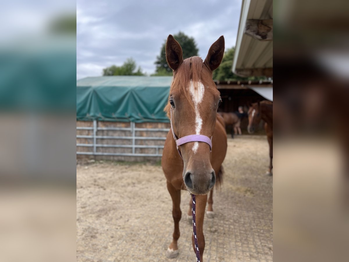 Trakehner Caballo castrado 4 años 167 cm Alazán in Rohrbach