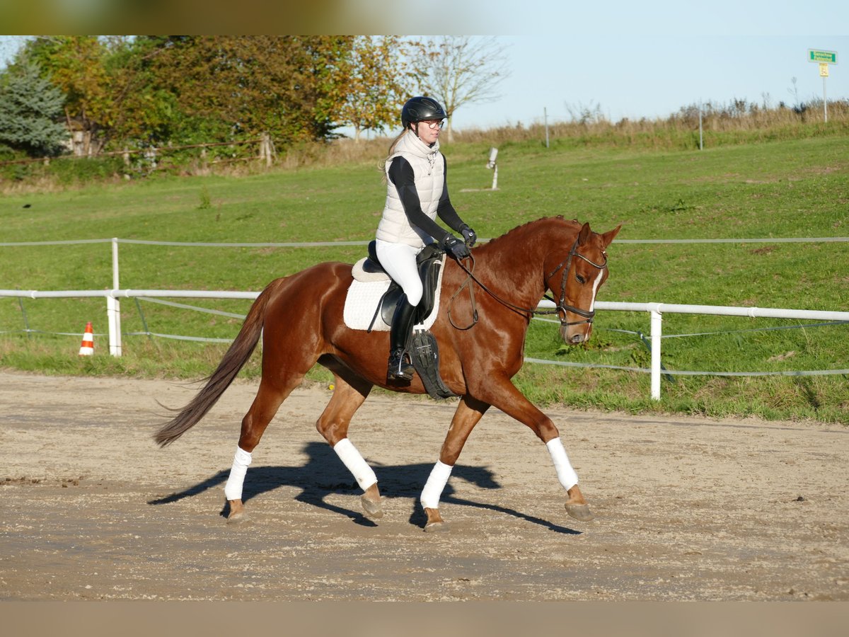 Trakehner Caballo castrado 4 años 168 cm Alazán in Ganschow