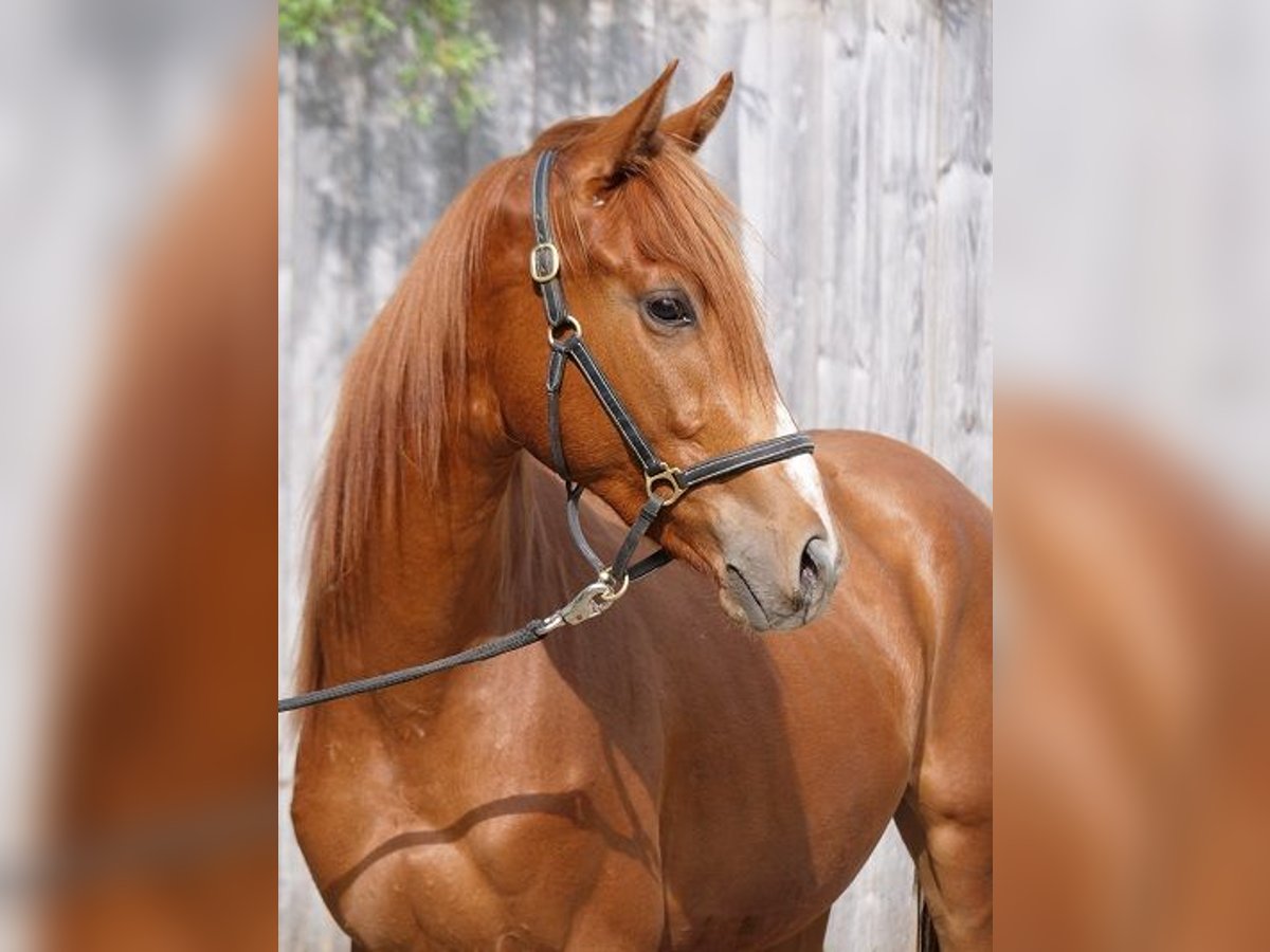 Trakehner Caballo castrado 4 años 168 cm Alazán in G&#xFC;nzburg