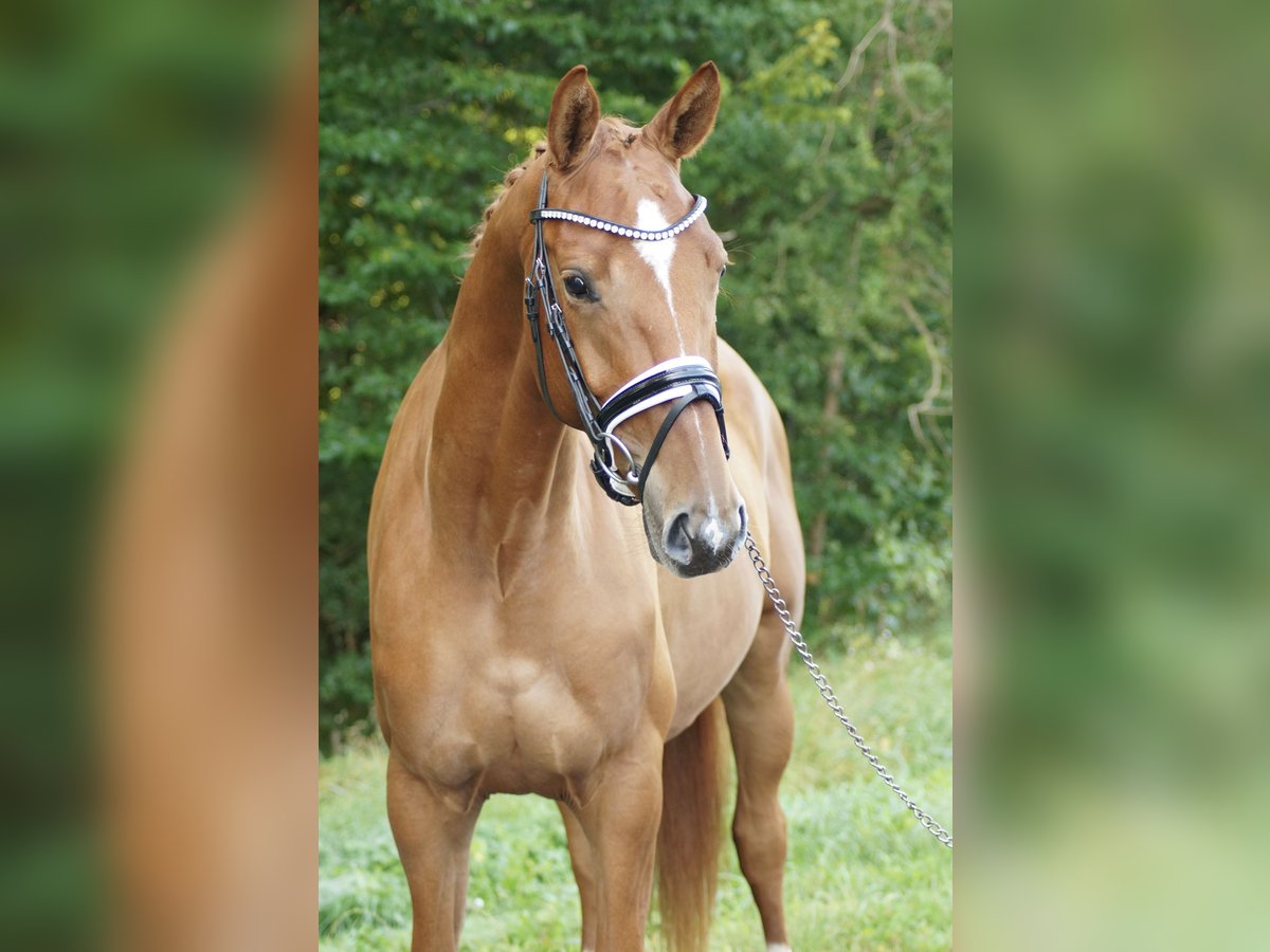 Trakehner Caballo castrado 4 años 168 cm Alazán in Gleichen