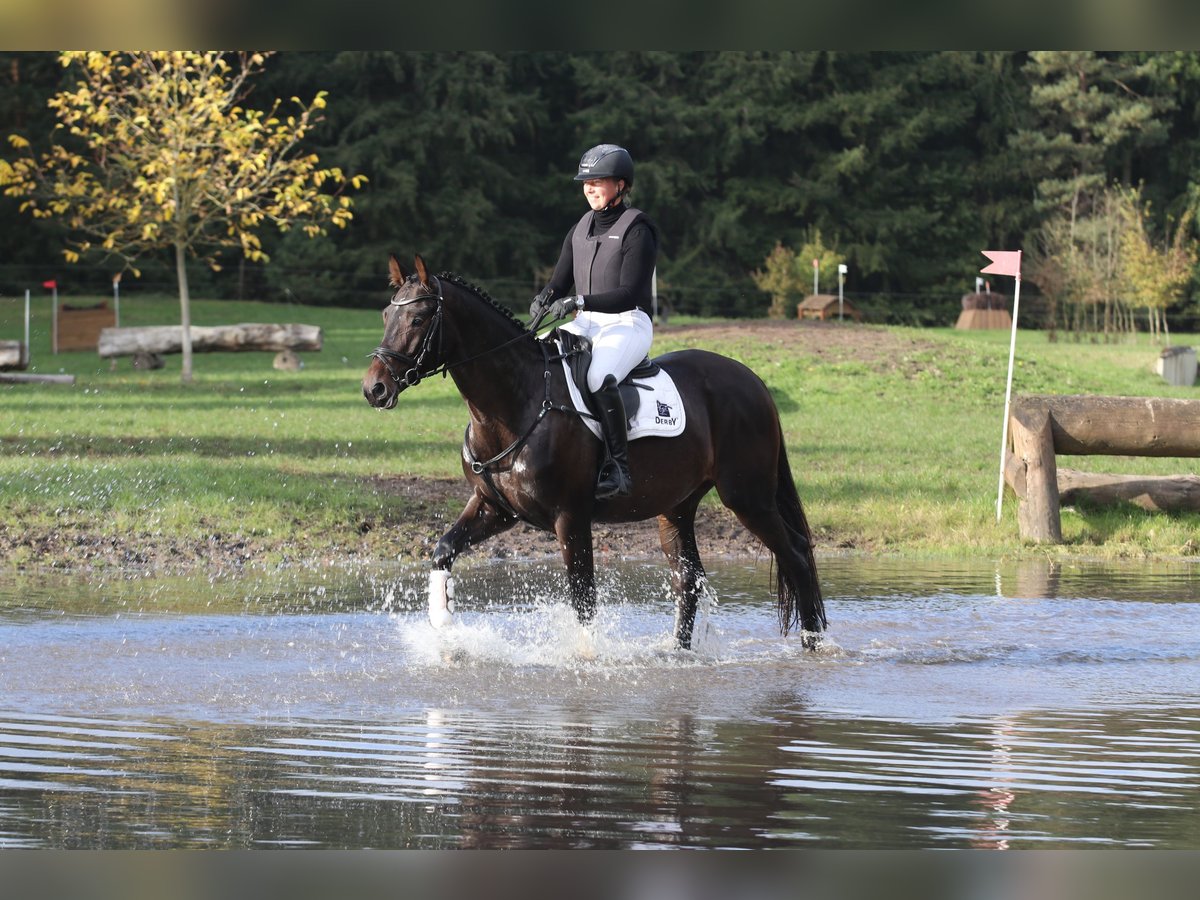 Trakehner Caballo castrado 4 años 168 cm Castaño oscuro in Neumünster