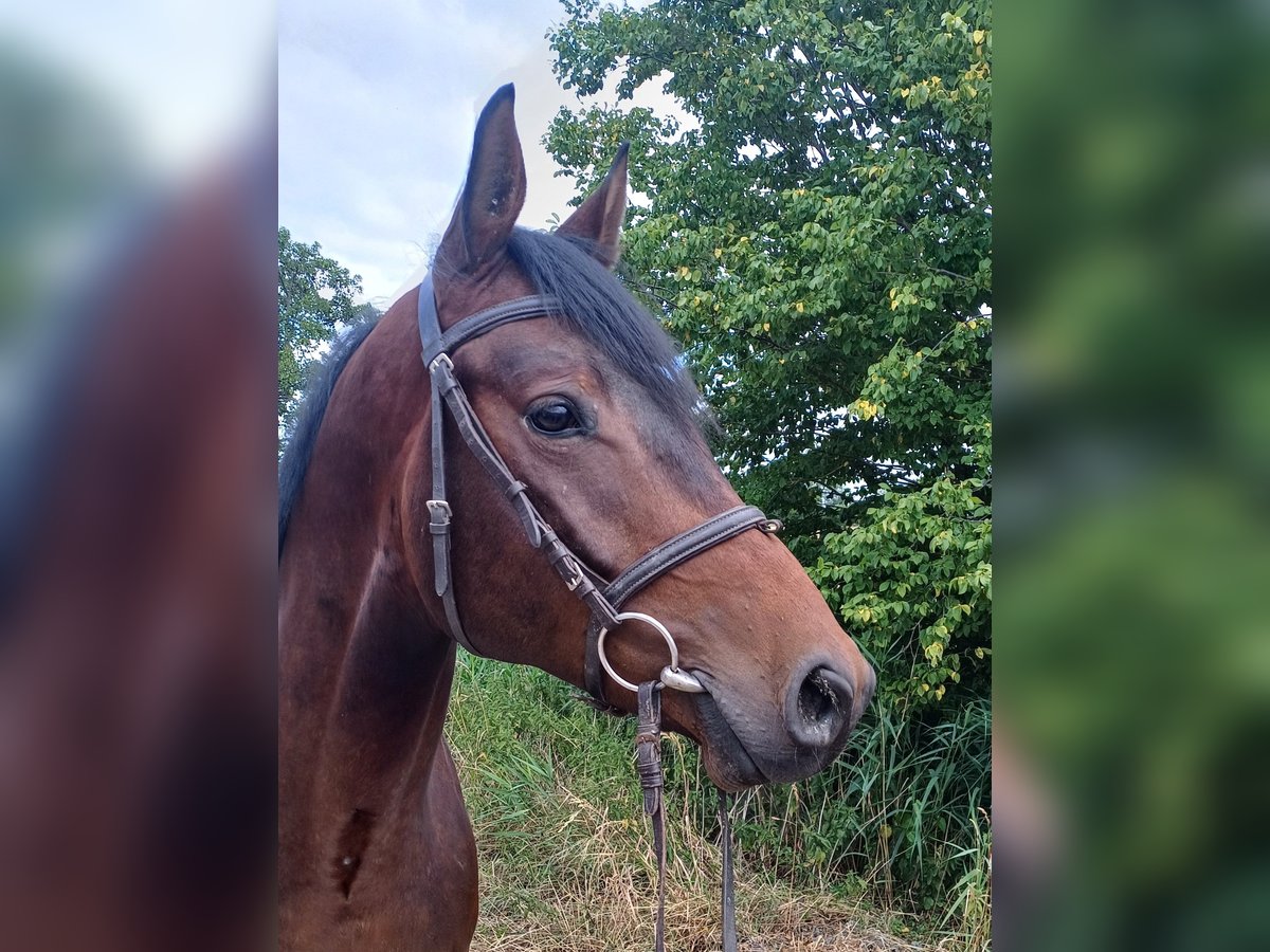 Trakehner Caballo castrado 4 años 168 cm Castaño in Worms