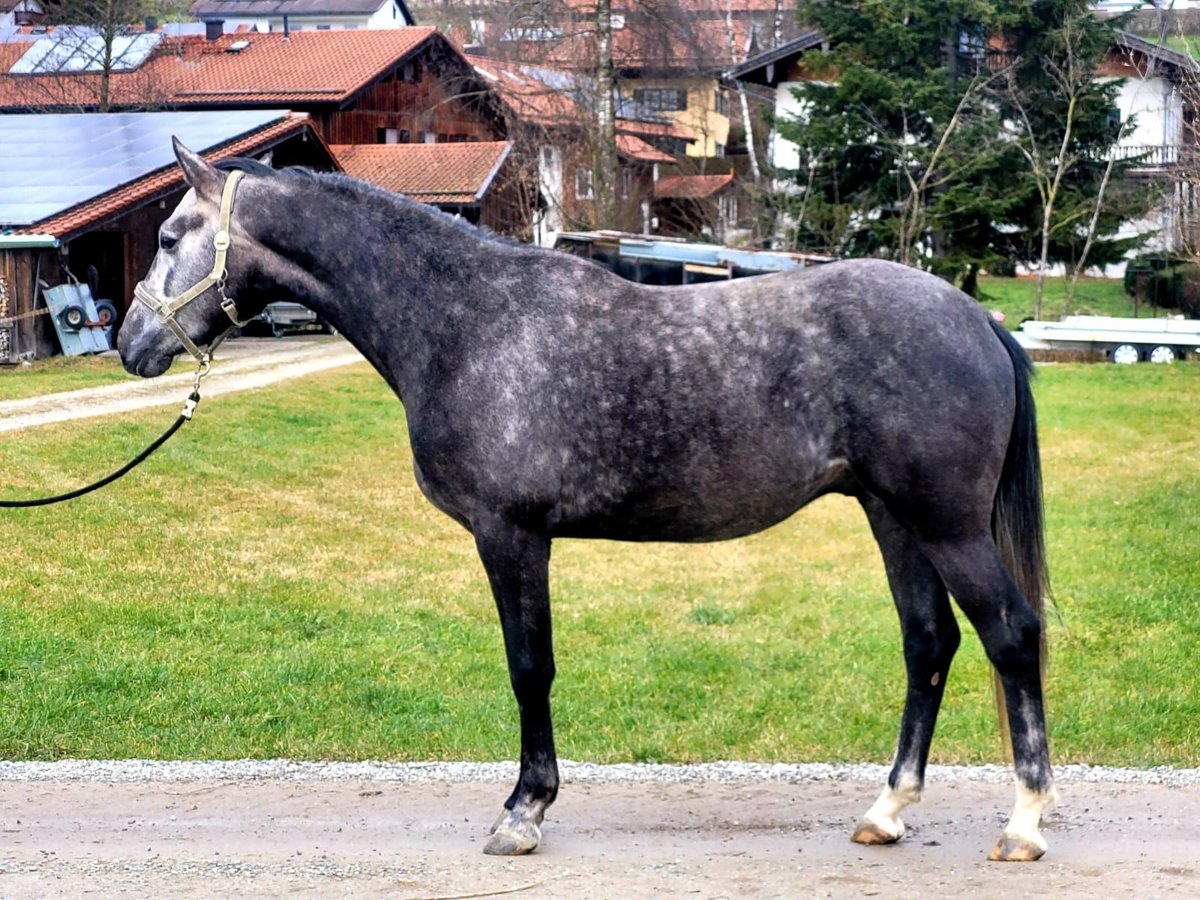 Trakehner Caballo castrado 4 años 168 cm Tordo in Seeon-Seebruck