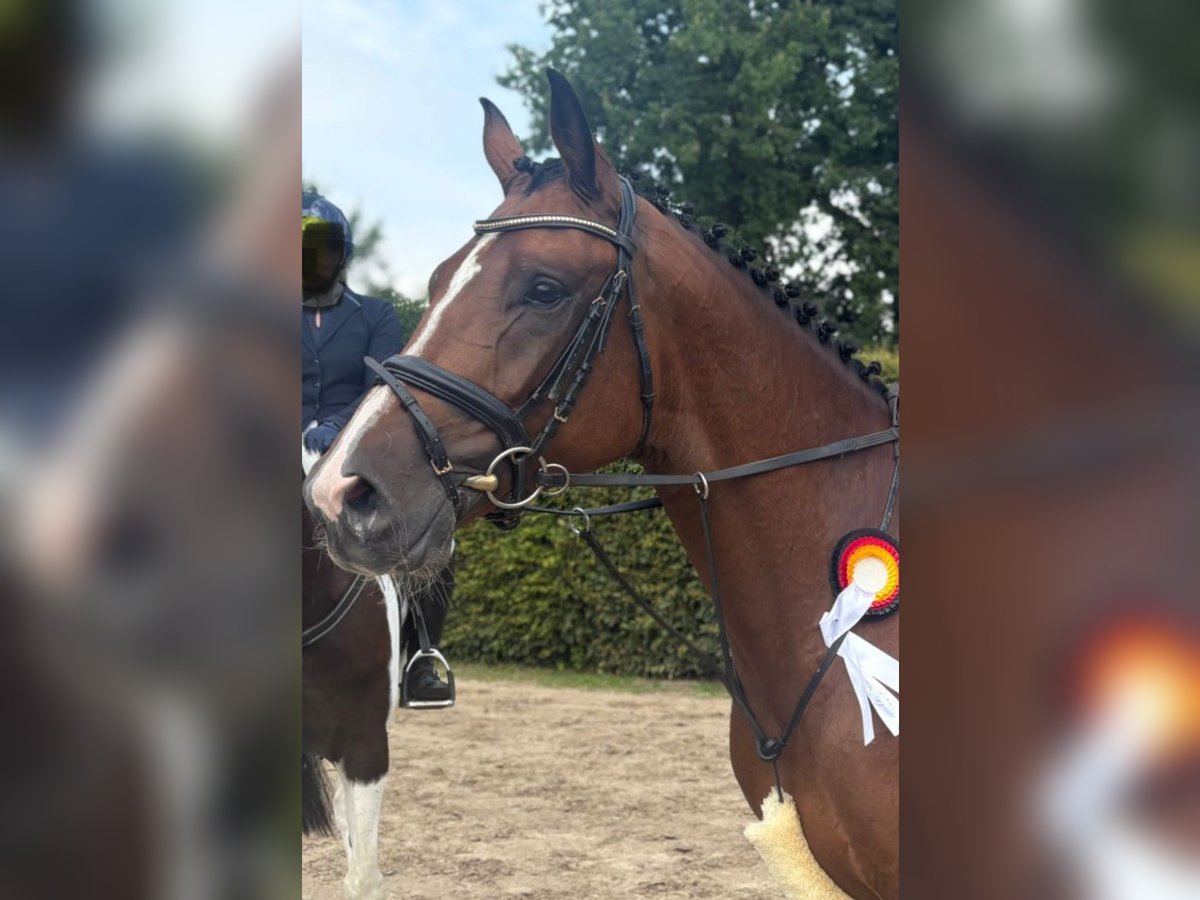 Trakehner Caballo castrado 4 años 169 cm Castaño in Reken