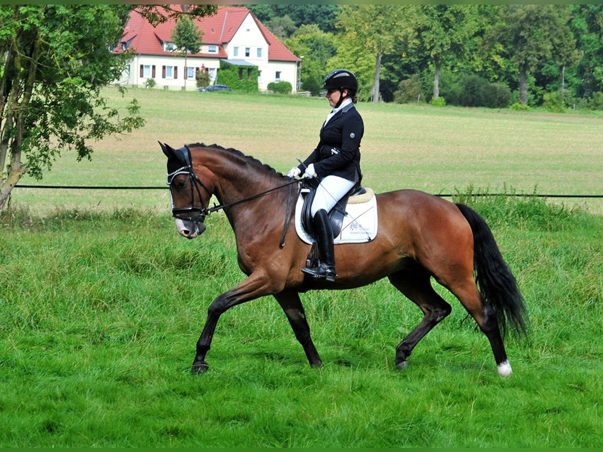 Trakehner Caballo castrado 4 años 173 cm Castaño oscuro in Emmerthal