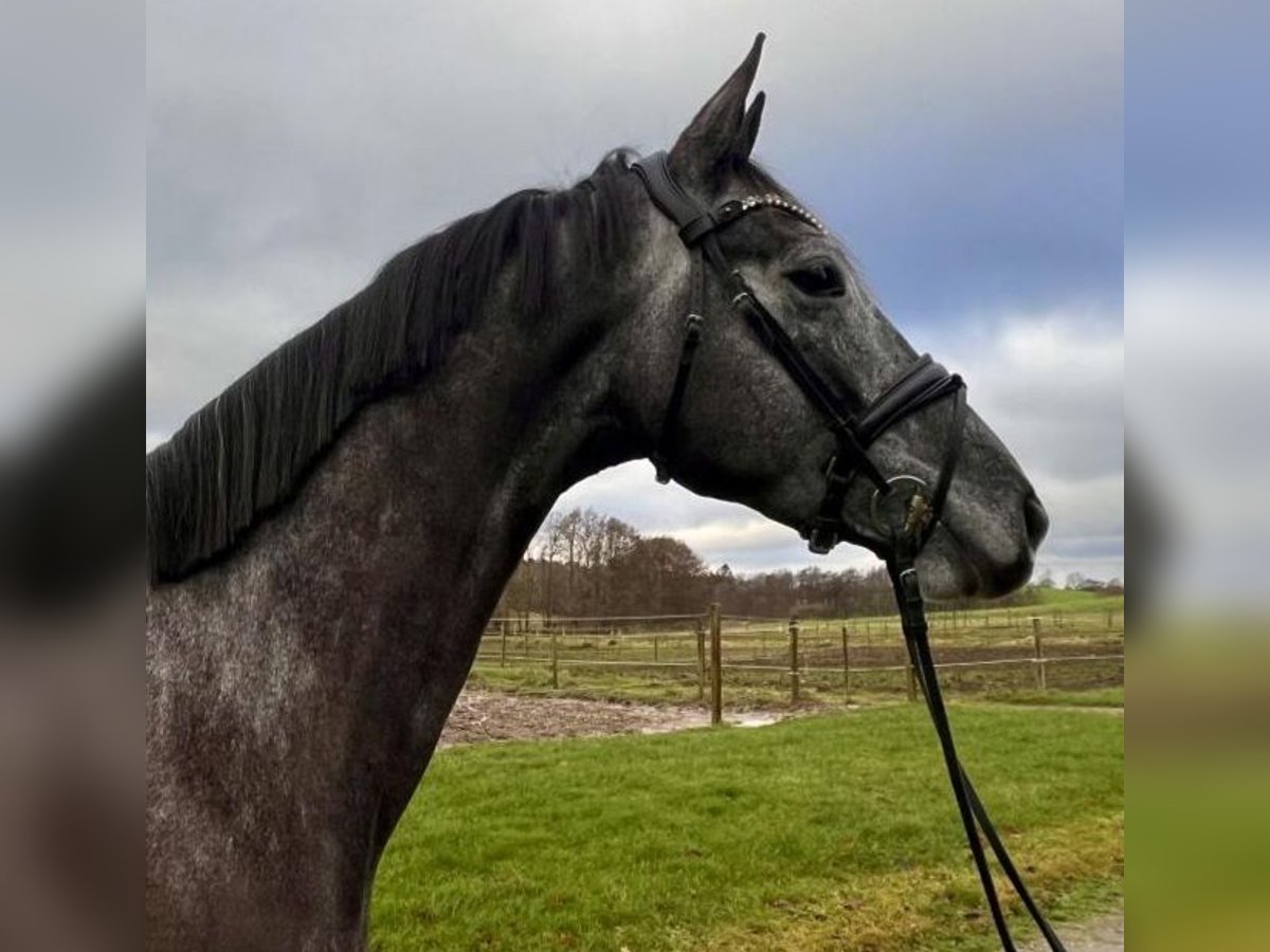 Trakehner Caballo castrado 4 años 173 cm Tordillo negro in Harndrup