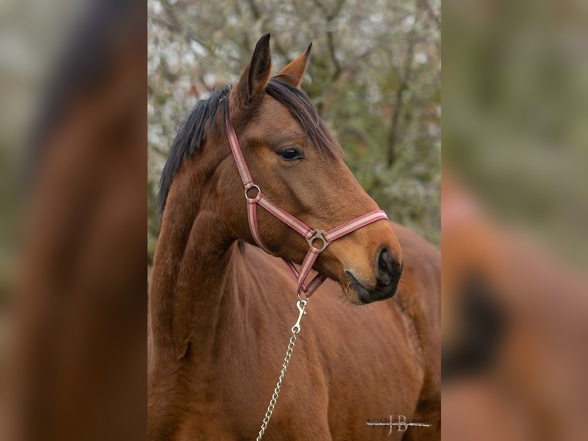 Trakehner Caballo castrado 4 años 174 cm Castaño in Wendorf