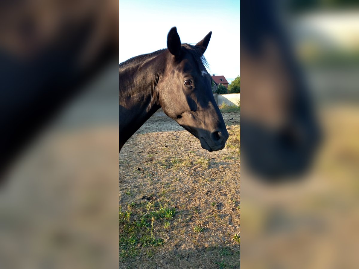 Trakehner Caballo castrado 4 años 175 cm Negro in Authausen