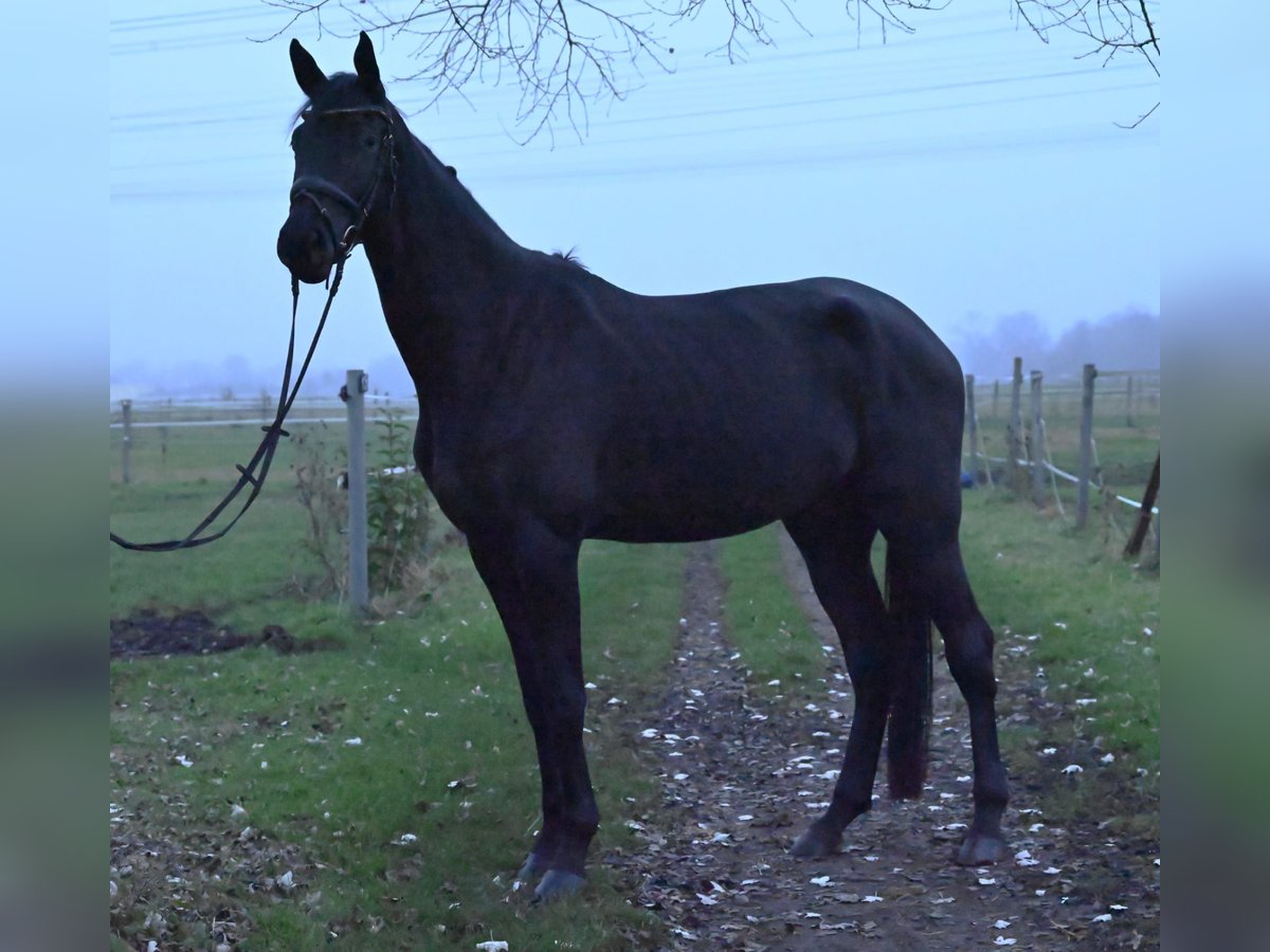 Trakehner Caballo castrado 4 años 175 cm Negro in Karlsfeld