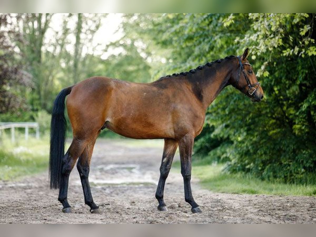 Trakehner Caballo castrado 4 años 177 cm Castaño in Altenstadt