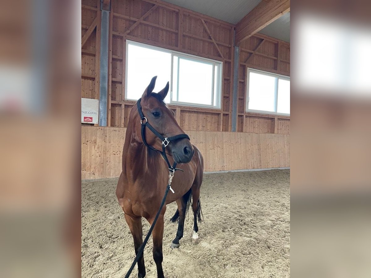 Trakehner Caballo castrado 5 años 160 cm Castaño oscuro in Bettwiesen