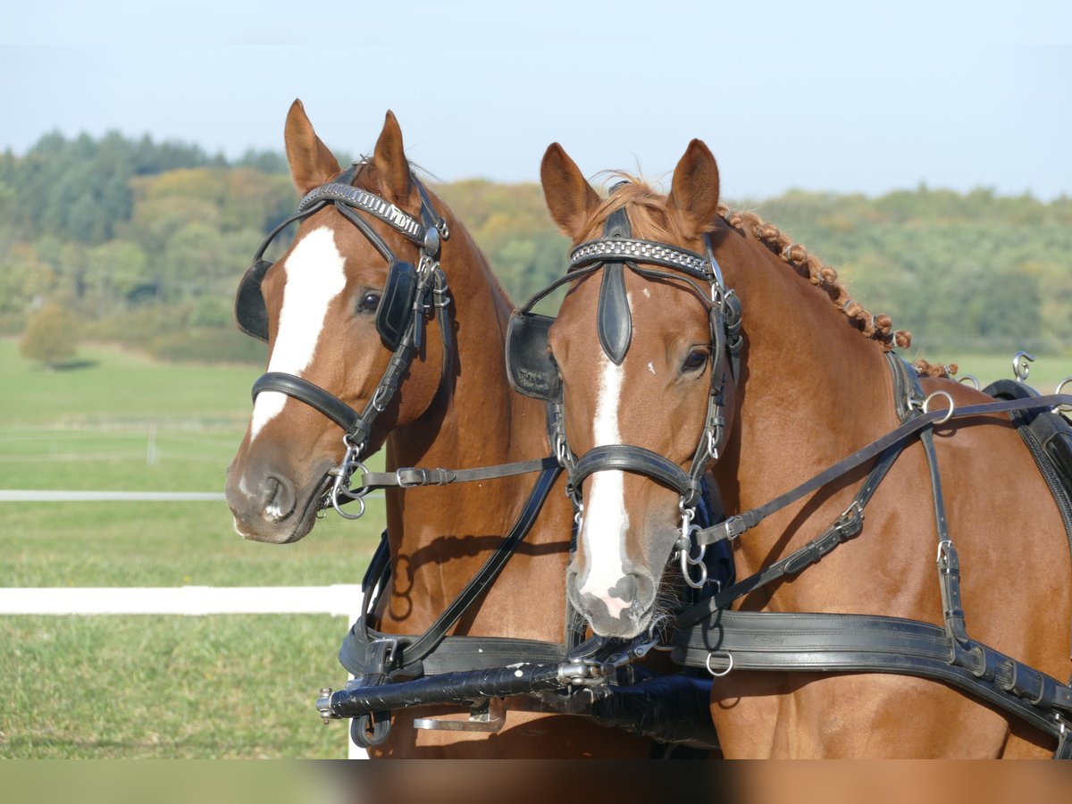 Trakehner Caballo castrado 5 años 165 cm Alazán in Ganschow