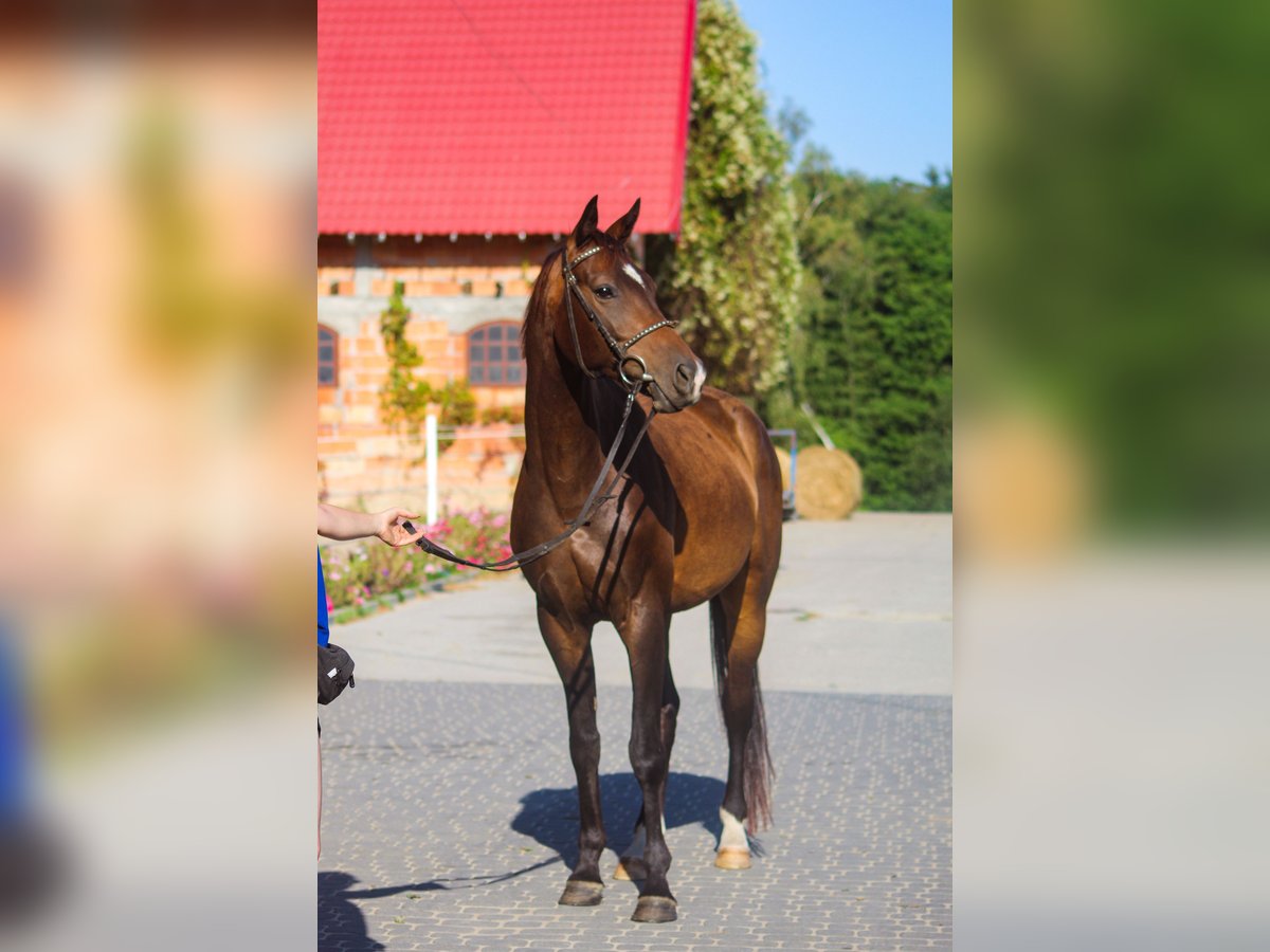 Trakehner Caballo castrado 5 años 165 cm Castaño rojizo in Młynary